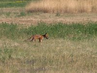 maudoc.com • Red Fox - Volpe rossa - Vulpes vulpes •  IMG_0202.jpg   Hortobagy, Hungary : Volpe