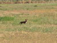 maudoc.com • Red Fox - Volpe rossa - Vulpes vulpes •  IMG_0206.jpg   Hortobagy, Hungary : Volpe