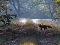 maudoc.com • Red Fox - Volpe rossa - Vulpes vulpes •  IMG_0510.jpg : Volpe