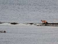 maudoc.com • Red Fox - Volpe rossa - Vulpes vulpes •  IMG_3422.jpg   Varanger, Norway : Edredone, Volpe