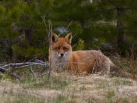 maudoc.com • Red Fox - Volpe rossa - Vulpes vulpes •  IMG_9422.jpg : Volpe