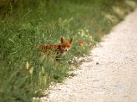 maudoc.com • Red Fox - Volpe rossa - Vulpes vulpes •  volpe.jpg   Busatello, Italy