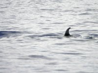 maudoc.com • Bryde's Whale - Balenottera di Bryde - Balaenoptera edeni •  IMG_3185.jpg : Balenottera di Bryde