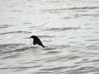 Bryde&#39;s Whale - Balenottera di Bryde - Balaenoptera edeni