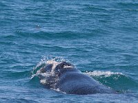 maudoc.com • Southern Right Whale - Balena franca australe - Eubalaena australis •  IMG_2173.jpg : Balena franca australe - Southern Right Whale
