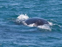 Southern Right Whale - Balena franca australe - Eubalaena australis