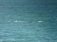 maudoc.com • Southern Right Whale - Balena franca australe - Eubalaena australis •  whale002.jpg