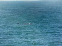 maudoc.com • Southern Right Whale - Balena franca australe - Eubalaena australis •  whale011.jpg