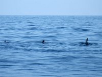 maudoc.com • Short-finned Pilot Whale - Globicefalo di Gray - Globicephala macrorhynchus •  globicefalo01.jpg : Globicefalo