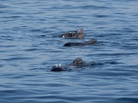 maudoc.com • Short-finned Pilot Whale - Globicefalo di Gray - Globicephala macrorhynchus •  globicefalo09.jpg : Globicefalo