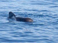 Short-finned Pilot Whale - Globicefalo di Gray - Globicephala macrorhynchus