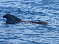 maudoc.com • Short-finned Pilot Whale - Globicefalo di Gray - Globicephala macrorhynchus •  globicefalo14.jpg : Globicefalo