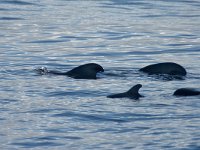 maudoc.com • Short-finned Pilot Whale - Globicefalo di Gray - Globicephala macrorhynchus •  globicefalo18.jpg : Globicefalo