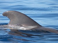 maudoc.com • Short-finned Pilot Whale - Globicefalo di Gray - Globicephala macrorhynchus •  globicefalo25.jpg : Globicefalo