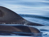 maudoc.com • Short-finned Pilot Whale - Globicefalo di Gray - Globicephala macrorhynchus •  globicefalo26.jpg : Globicefalo