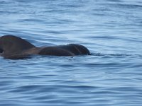 maudoc.com • Short-finned Pilot Whale - Globicefalo di Gray - Globicephala macrorhynchus •  globicefalo27.jpg : Globicefalo