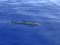 maudoc.com • Atlantic Spotted Dolphin - Stenella striata atlantica - Stenella frontalis •  DSCN9049.jpg : Stenella striata atlantica