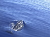 maudoc.com • Atlantic Spotted Dolphin - Stenella striata atlantica - Stenella frontalis •  DSCN9060.jpg : Stenella striata atlantica