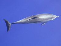 maudoc.com • Atlantic Spotted Dolphin - Stenella striata atlantica - Stenella frontalis •  DSCN9073.jpg : Stenella striata atlantica