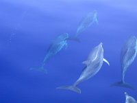 maudoc.com • Atlantic Spotted Dolphin - Stenella striata atlantica - Stenella frontalis •  DSCN9078.jpg : Stenella striata atlantica