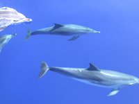 maudoc.com • Atlantic Spotted Dolphin - Stenella striata atlantica - Stenella frontalis •  DSCN9087.jpg : Stenella striata atlantica