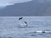 maudoc.com • Atlantic Bottlenose Dolphin - Tursiope - Tursiops truncatus •  DSCN9160.jpg : Jack, Tursiope