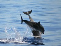 maudoc.com • Atlantic Bottlenose Dolphin - Tursiope - Tursiops truncatus •  IMG_2906.jpg : Tursiope