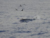 maudoc.com • Atlantic Bottlenose Dolphin - Tursiope - Tursiops truncatus •  IMG_3160.jpg : Tursiope