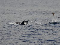 maudoc.com • Atlantic Bottlenose Dolphin - Tursiope - Tursiops truncatus •  IMG_3164.jpg : Tursiope