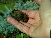 maudoc.com • Common Pipistrelle - Pipistrello nano - Pipistrellus pipistrellus •  DSCN6412.jpg : Pipistrello