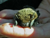 maudoc.com • Common Pipistrelle - Pipistrello nano - Pipistrellus pipistrellus •  DSCN6421.jpg : Pipistrello