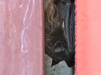 maudoc.com • Particoloured Bat - Serotino bicolore - Vespertilio murinus •  IMG_7062.jpg : Pipistrello