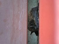 maudoc.com • Particoloured Bat - Serotino bicolore - Vespertilio murinus •  IMG_7067.jpg : Pipistrello