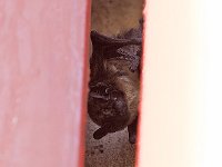 maudoc.com • Particoloured Bat - Serotino bicolore - Vespertilio murinus •  IMG_8608.jpg