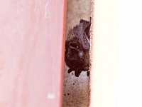 maudoc.com • Particoloured Bat - Serotino bicolore - Vespertilio murinus •  IMG_8609.jpg : Pipistrello