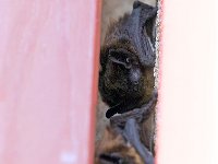 maudoc.com • Particoloured Bat - Serotino bicolore - Vespertilio murinus •  IMG_8615.jpg : Pipistrello