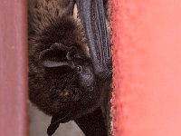 maudoc.com • Particoloured Bat - Serotino bicolore - Vespertilio murinus •  IMG_8628.jpg : Pipistrello