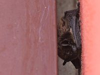 Particoloured Bat - Serotino bicolore - Vespertilio murinus