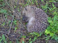 maudoc.com • European Hedgehog - Riccio - Erinaceus europaeus •  IMG_0167.jpg