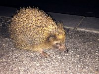 European Hedgehog - Riccio - Erinaceus europaeus
