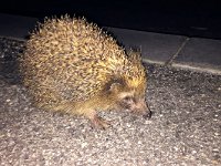 maudoc.com • European Hedgehog - Riccio - Erinaceus europaeus •  IMG_3026.jpg : Riccio