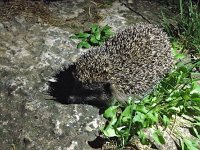 maudoc.com • European Hedgehog - Riccio - Erinaceus europaeus •  riccio.jpg