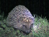 maudoc.com • European Hedgehog - Riccio - Erinaceus europaeus •  riccio02.jpg