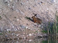 maudoc.com • Brown Hare - Lepre - Lepus europaeus •  IMG_1417.jpg   Verona, Italy : Lepre