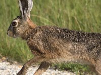 maudoc.com • Brown Hare - Lepre - Lepus europaeus •  IMG_7137.jpg : Lepre