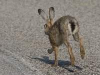 maudoc.com • Brown Hare - Lepre - Lepus europaeus •  IMG_7140.jpg : Lepre