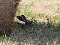 Brown Hare - Lepre - Lepus europaeus