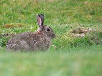 maudoc.com • Rabbit - Coniglio - Oryctolagus cuniculus •  IMG_1307.jpg   Scotland : Coniglio