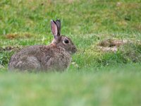 Rabbit - Coniglio - Oryctolagus cuniculus