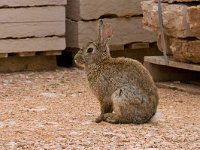 maudoc.com • Rabbit - Coniglio - Oryctolagus cuniculus •  IMG_9876.jpg   Lessinia, Italy : Coniglio